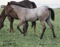 Miss Limited H's 2016 Colt